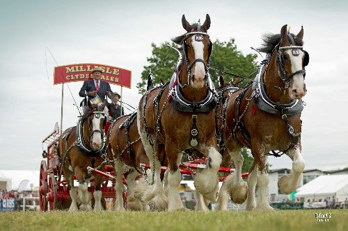 Royal Highland Show Horse and Cart