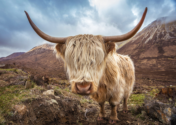 Highland Cow