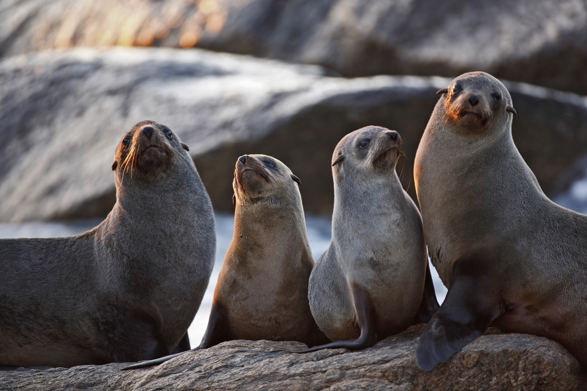 Scottish Seals